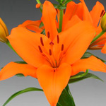 Asiatic Lily - Orange