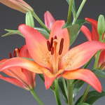 LA Hybrid Lily - Royal Sunset