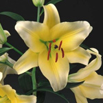 Oriental Lily - Conca d'Or