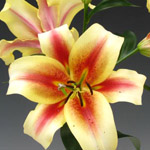 Oriental Lily - Shocking