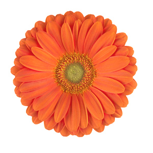 Gerbera - 45 Stems Orange/Green Cenrter