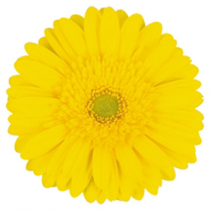 Gerbera - 45 Stems Yellow/Green Center