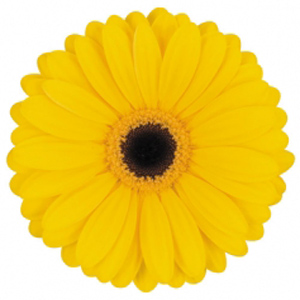 Gerbera - 5 Stems Yellow/Black Center