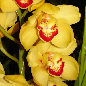 Cymbidium - Yellow