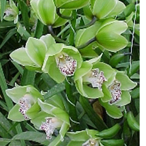 Cymbidium - Pale Green