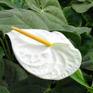 Anthurium - 5 Stems White Mini