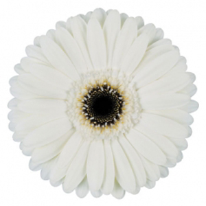 Gerbera - 5 Stems White/Black Center